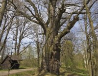 Oživené Stezky: vycházka za stromy po Stezce Zdraví 